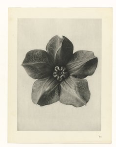 planlægge undersøgelse Arketyper af kunst (serietitel) af Karl Blossfeldt