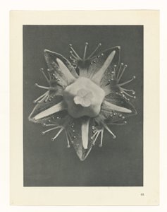 planlægge undersøgelse Arketyper af kunst (serietitel) af Karl Blossfeldt
