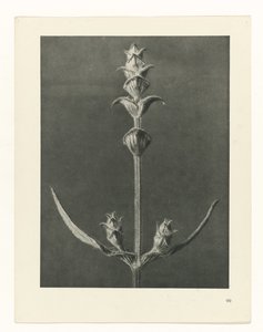 planlægge undersøgelse Arketyper af kunst (serietitel) af Karl Blossfeldt