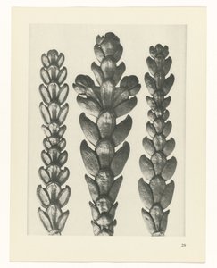 planlægge undersøgelse Arketyper af kunst (serietitel) af Karl Blossfeldt