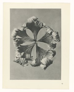 planlægge undersøgelse Arketyper af kunst (serietitel) af Karl Blossfeldt