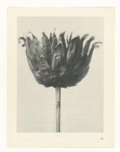 planlægge undersøgelse Arketyper af kunst (serietitel) af Karl Blossfeldt
