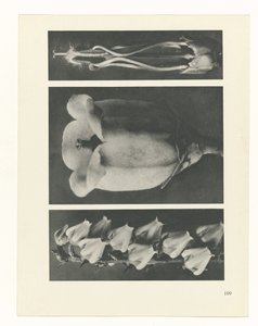 planlægge undersøgelse Arketyper af kunst (serietitel) af Karl Blossfeldt