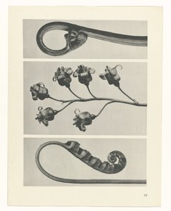 planlægge undersøgelse Arketyper af kunst (serietitel) af Karl Blossfeldt