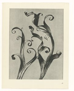 planlægge undersøgelse Arketyper af kunst (serietitel) af Karl Blossfeldt