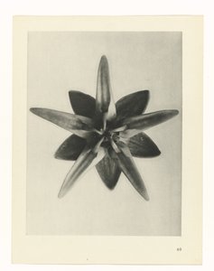 planlægge undersøgelse Arketyper af kunst (serietitel) af Karl Blossfeldt