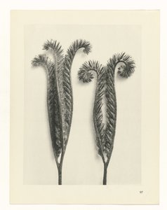 planlægge undersøgelse Arketyper af kunst (serietitel) af Karl Blossfeldt
