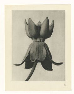 planlægge undersøgelse Arketyper af kunst (serietitel) af Karl Blossfeldt