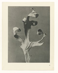 planlægge undersøgelse Arketyper af kunst (serietitel) af Karl Blossfeldt