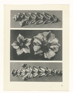 planlægge undersøgelse Arketyper af kunst (serietitel) af Karl Blossfeldt