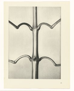 planlægge undersøgelse Arketyper af kunst (serietitel) af Karl Blossfeldt