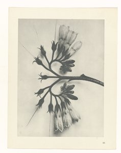 planlægge undersøgelse Arketyper af kunst (serietitel) af Karl Blossfeldt