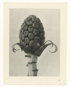 planlægge undersøgelse Arketyper af kunst (serietitel) af Karl Blossfeldt