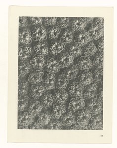 planlægge undersøgelse Arketyper af kunst (serietitel) af Karl Blossfeldt