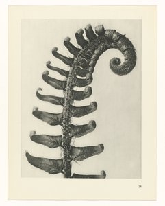 planlægge undersøgelse Arketyper af kunst (serietitel) af Karl Blossfeldt