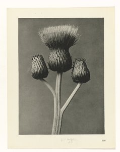 planlægge undersøgelse Arketyper af kunst (serietitel) af Karl Blossfeldt