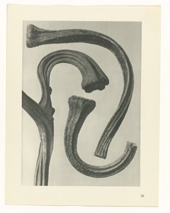 planlægge undersøgelse Arketyper af kunst (serietitel) af Karl Blossfeldt