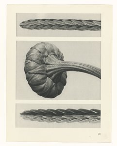 planlægge undersøgelse Arketyper af kunst (serietitel) af Karl Blossfeldt
