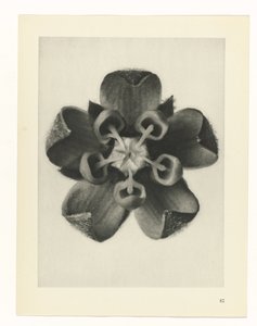 planlægge undersøgelse Arketyper af kunst (serietitel) af Karl Blossfeldt