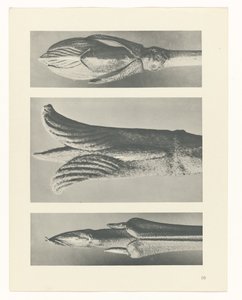 planlægge undersøgelse Arketyper af kunst (serietitel) af Karl Blossfeldt