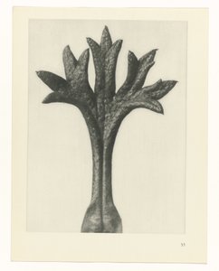 planlægge undersøgelse Arketyper af kunst (serietitel) af Karl Blossfeldt