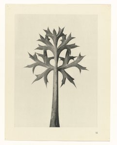 planlægge undersøgelse Arketyper af kunst (serietitel) af Karl Blossfeldt