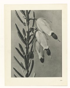 planlægge undersøgelse Arketyper af kunst (serietitel) af Karl Blossfeldt