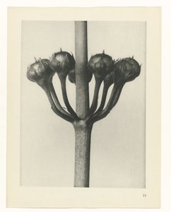 planlægge undersøgelse Arketyper af kunst (serietitel) af Karl Blossfeldt