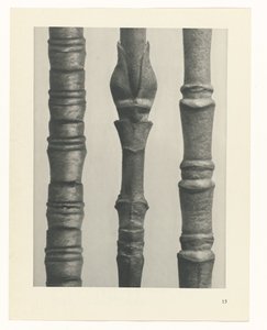 planlægge undersøgelse Arketyper af kunst (serietitel) af Karl Blossfeldt
