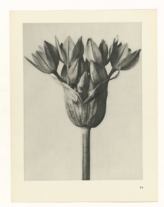 planlægge undersøgelse Arketyper af kunst (serietitel)