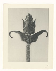 planlægge undersøgelse Arketyper af kunst (serietitel) af Karl Blossfeldt