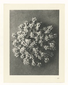 planlægge undersøgelse Arketyper af kunst (serietitel) af Karl Blossfeldt
