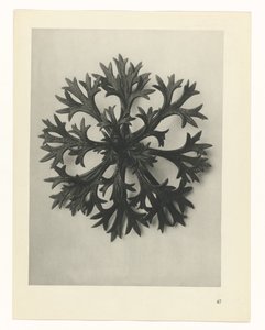 planlægge undersøgelse Arketyper af kunst (serietitel) af Karl Blossfeldt