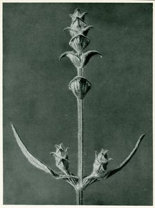 Salvia, 1929 (fotogravure) af Karl Blossfeldt