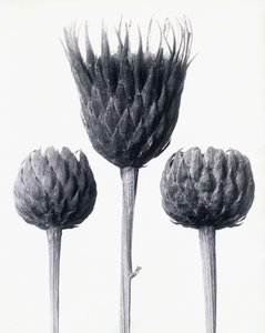 Serratula Nudicaulis (barstammet almindelig sav), ca. 1928 (gelatinesølvtryk) af Karl Blossfeldt
