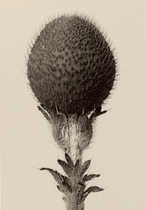 [Tornede løgplanter] af Karl Blossfeldt