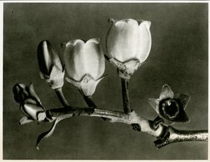 Vaccinium Corymbosum. 1929 (fotogravure)