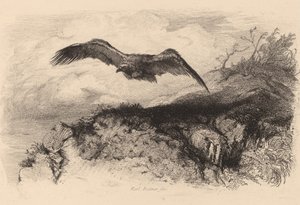 Ørn i flugt. af Karl Bodmer