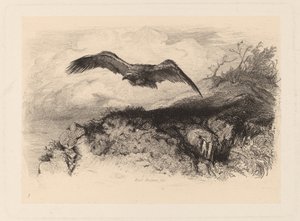 flyvende ørn af Karl Bodmer
