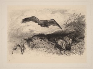 Ørn i flugt af Karl Bodmer