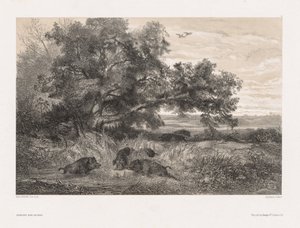 Dyr og landskab efter naturen: Vildsvin i en dam, ca. 1850. af Karl Bodmer