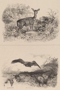 Doe, Ørn. af Karl Bodmer