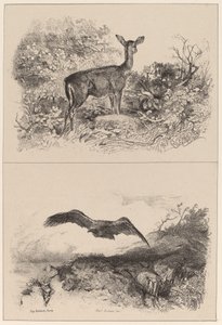 Doe, Ørn af Karl Bodmer