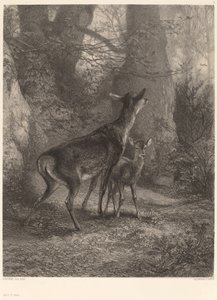 Doe og Fawn af Karl Bodmer
