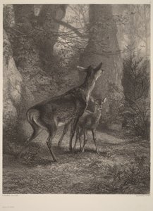Hind og kalv af Karl Bodmer