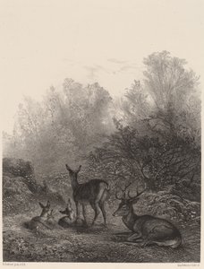 Hjorte hviler af Karl Bodmer