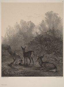 Hvilende hinder af Karl Bodmer