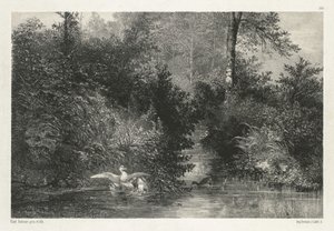 Canards (ænder) af Karl Bodmer