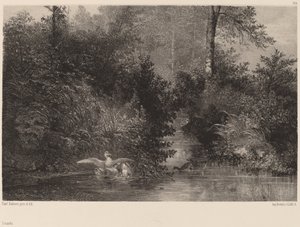 Ænder af Karl Bodmer