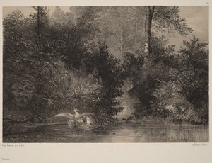 Ænder af Karl Bodmer
